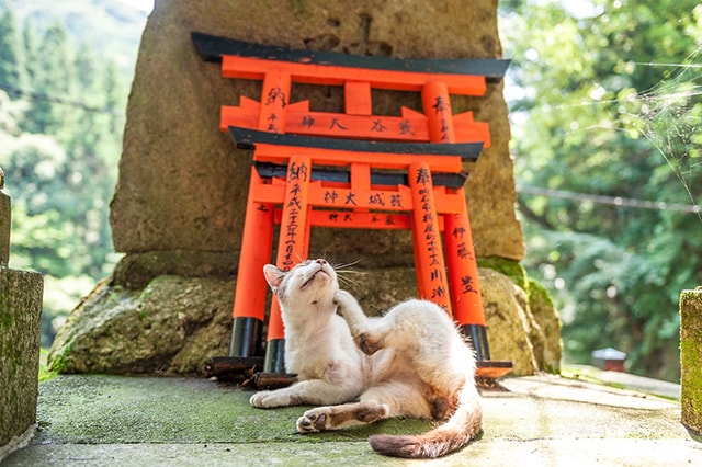 The History of Felines: Cats in Ancient Cultures